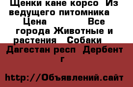 Щенки кане корсо! Из ведущего питомника! › Цена ­ 60 000 - Все города Животные и растения » Собаки   . Дагестан респ.,Дербент г.